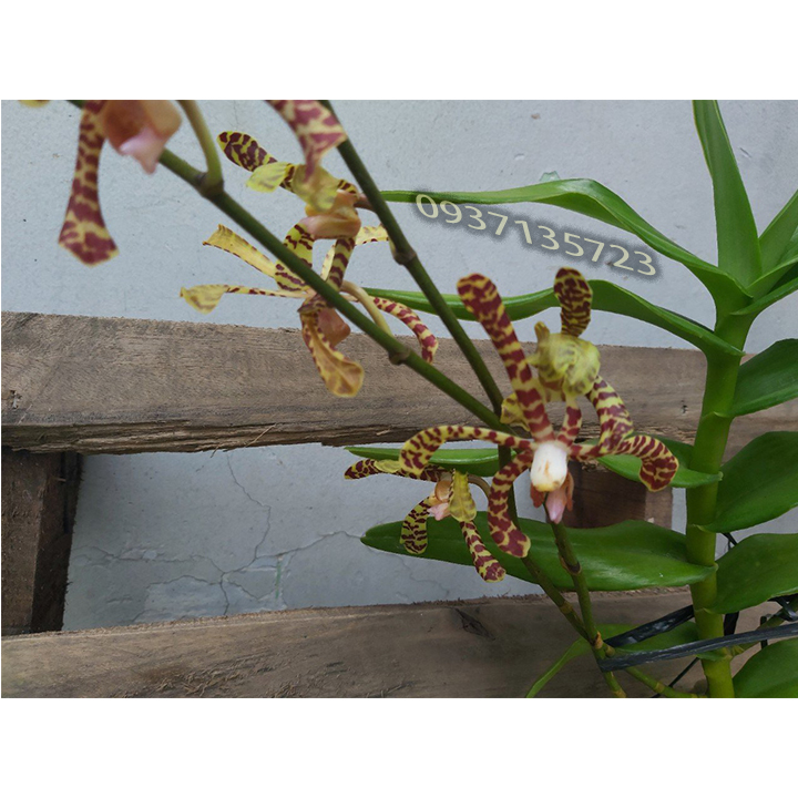 [HCM]hoa lan bò cạp rằn -có 2 vòi hoa