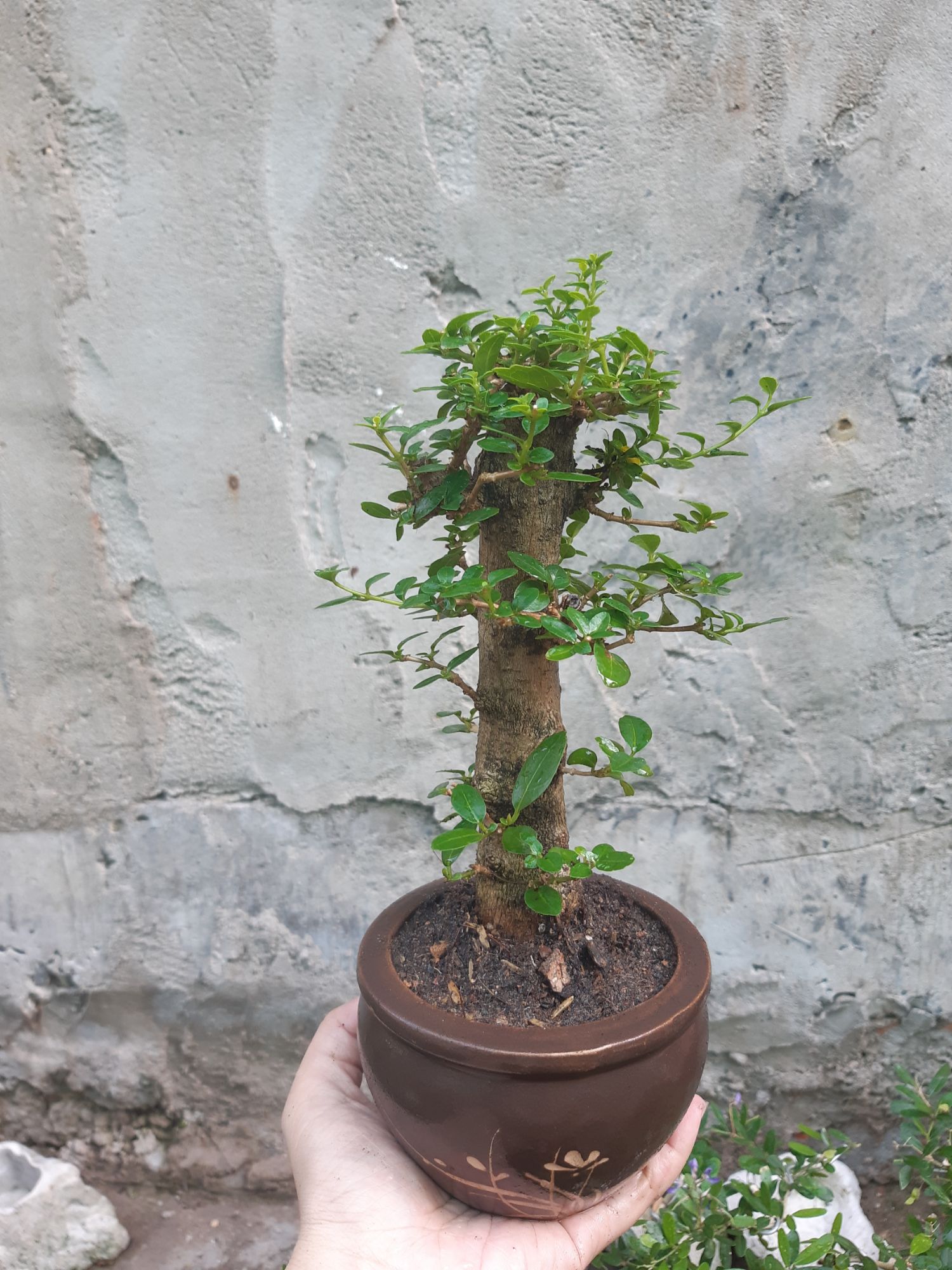 sam hương gốc già TẶNG CHẬU
