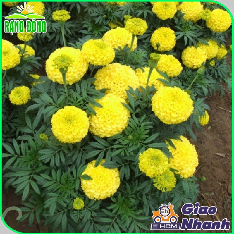 Hạt Giống Hoa Vạn Thọ Cao Nhiều Màu - Hạt giống Rạng Đông