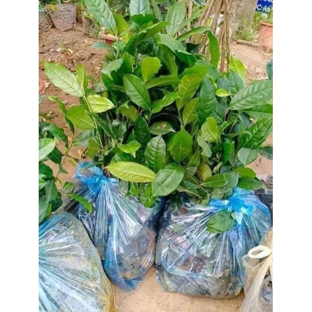 Sản phẩm cây chè giống thái nguyên