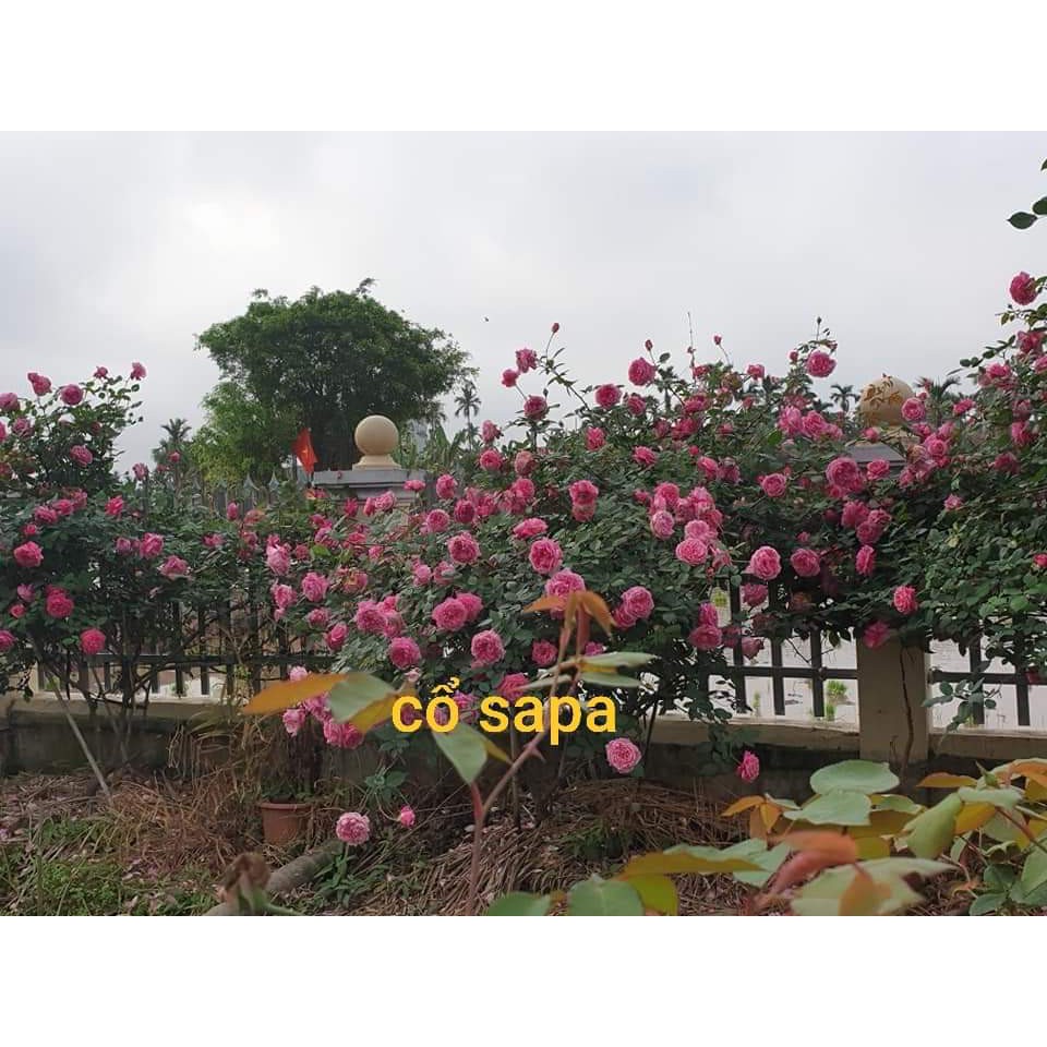 Combo 7 Cành Chiết Hoa Hồng Cổ ( Giống Hoa Hồng)