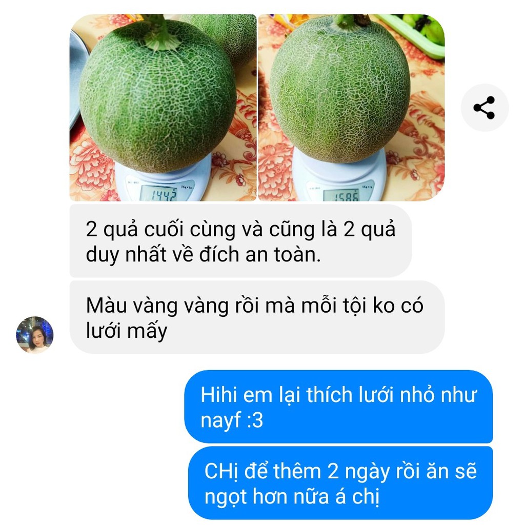 10 Hạt Giống Dưa Lưới TL3 F1