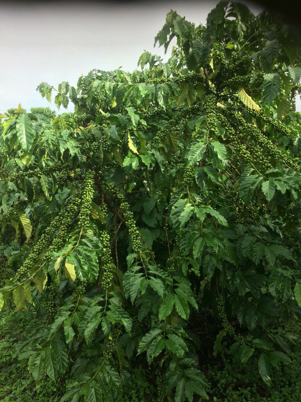 [HCM]Phân Gà Nở Hữu Cơ Nhật Bản