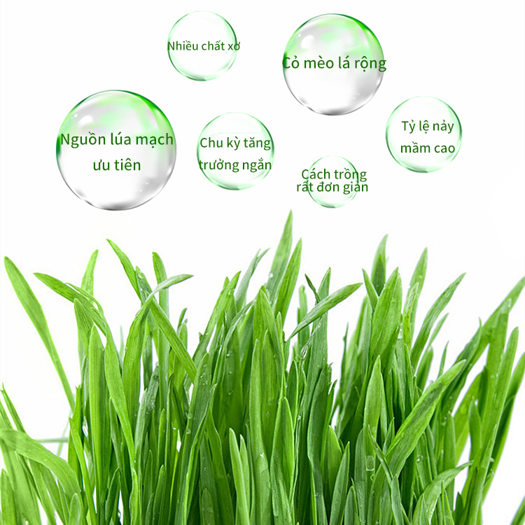 ZOEF Mèo Cỏ Hạt Giống Mèo Cỏ Trồng Bộ Dinh Dưỡng Đất Thủy Canh Bộ QHMPS00861