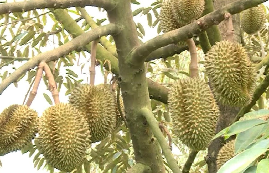 Chế phẩm sinh học BIMA chứa nấm đối kháng Tricoderma - ủ phân và kháng bệnh (1kg)