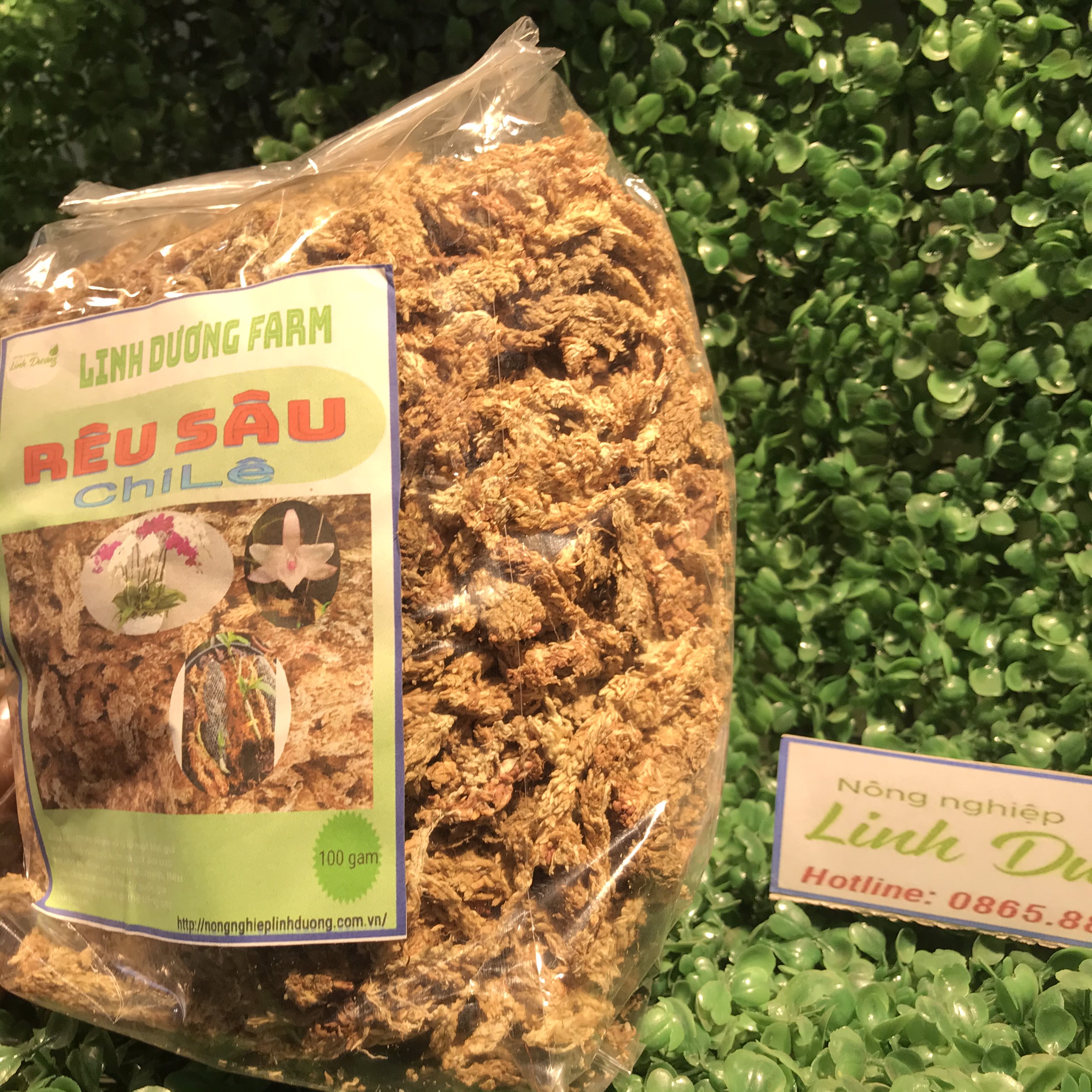 Rêu sâu chile gói 100g