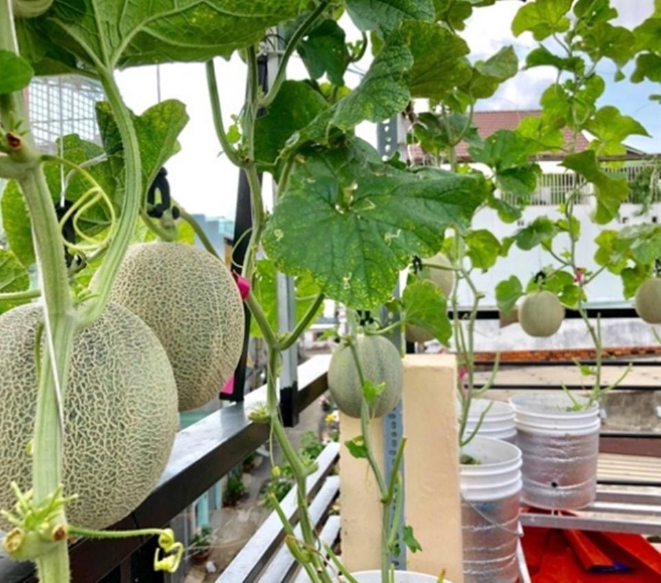 Hạt giống DƯA LƯỚI DA XANH GREENMAN