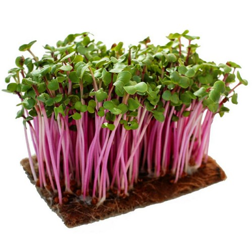 Hạt giống rau mầm đỏ mầm củ cải đỏ  50g/túi giá rẻ