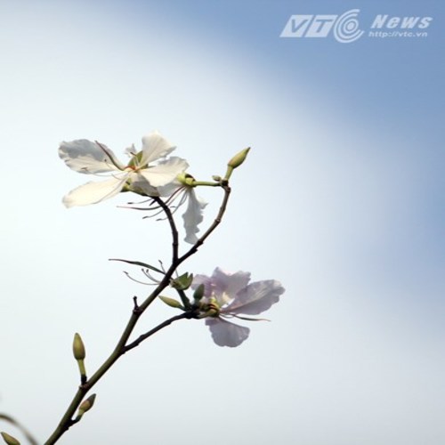 COM BO 2 CÂY BAN TRẮNG CÂY GIỐNG