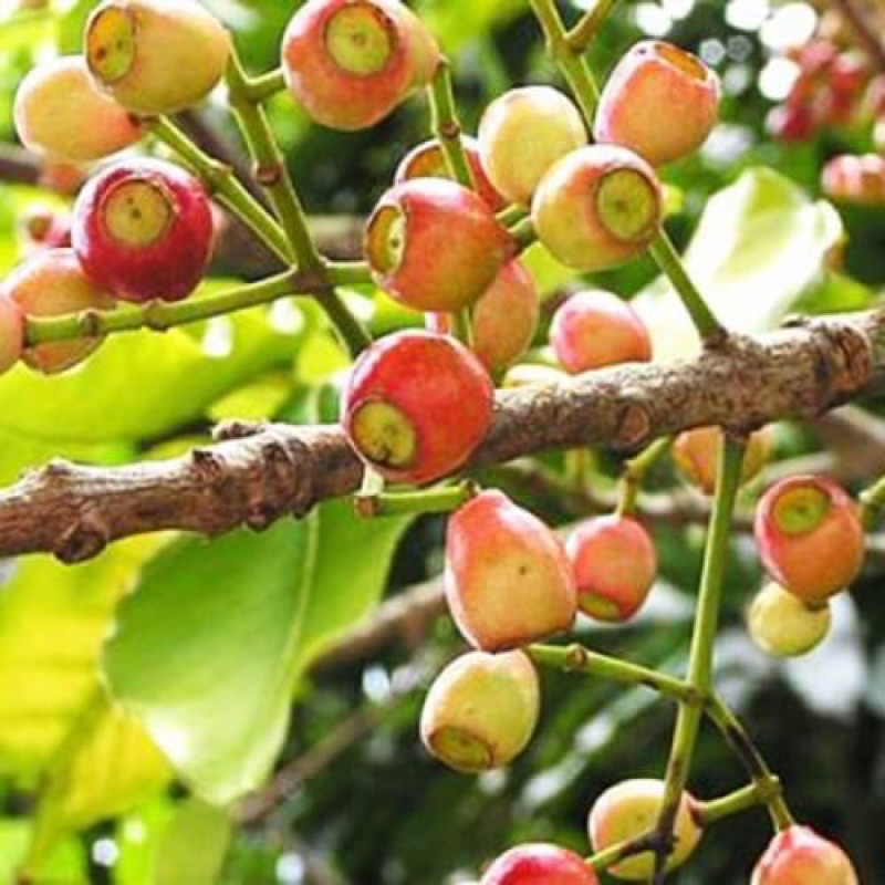 nụ vối khô nguyên chất 1kg