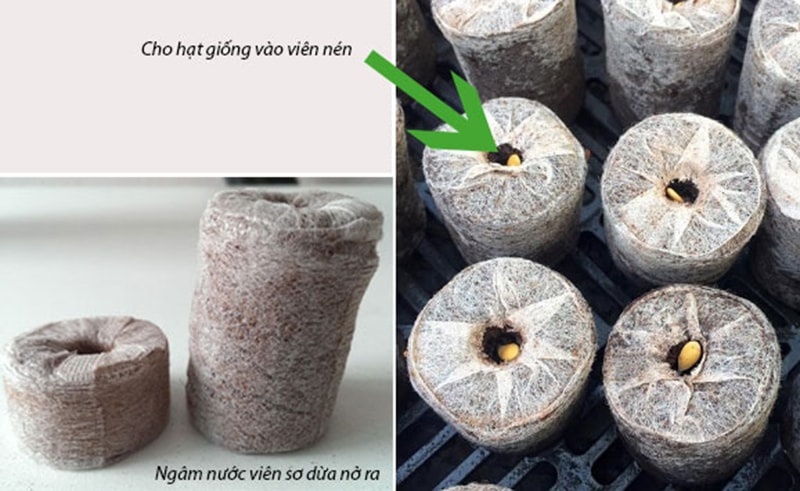 Combo 50 Viên Nén Xơ Dừa (Viên Nén Ươm Hạt)