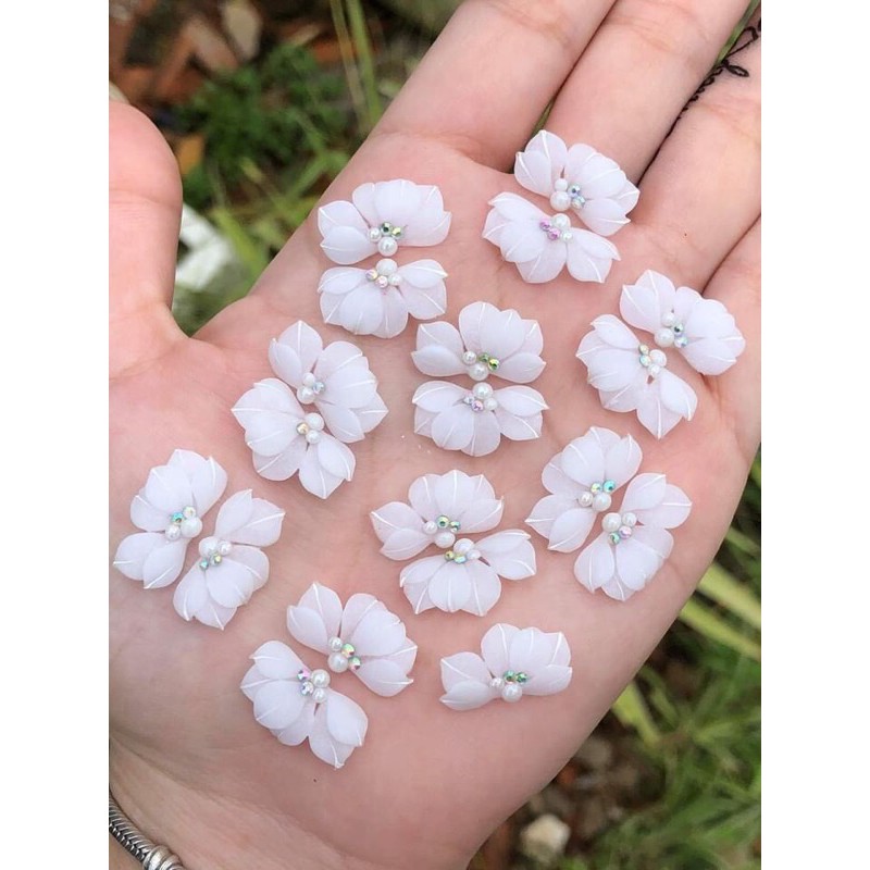 Hoa bột cúc ruby cánh nhọn