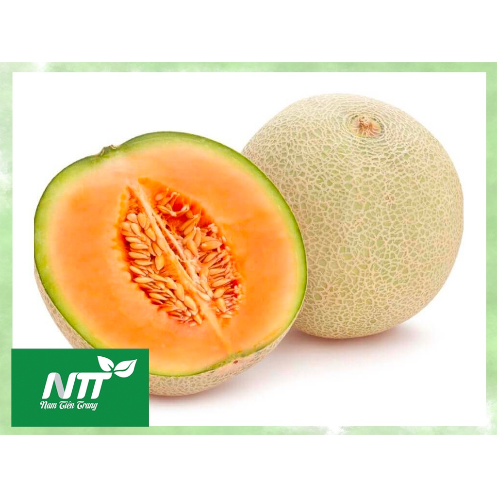 Hạt giống Dưa Lưới MV - 92