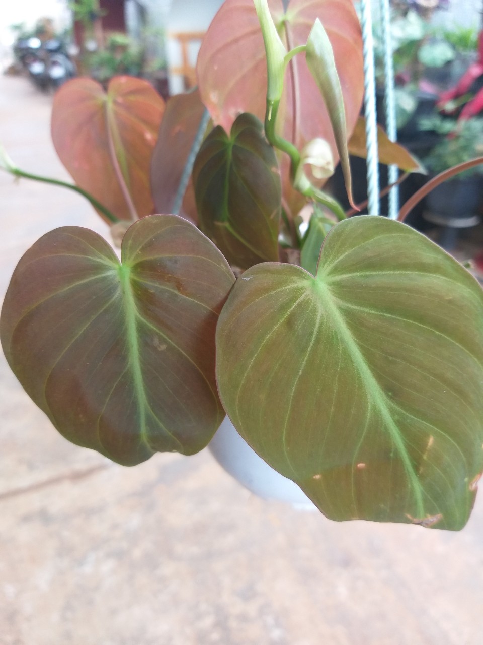 Trầu bà mican - Philodendron micans
