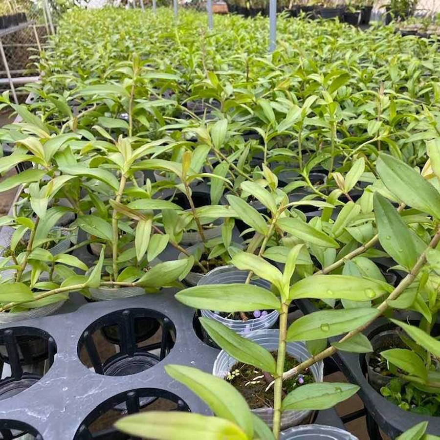 [Viện Nghiên Cứu Di Chuyền Nông Nghiệp] Lan giả hạc pháp