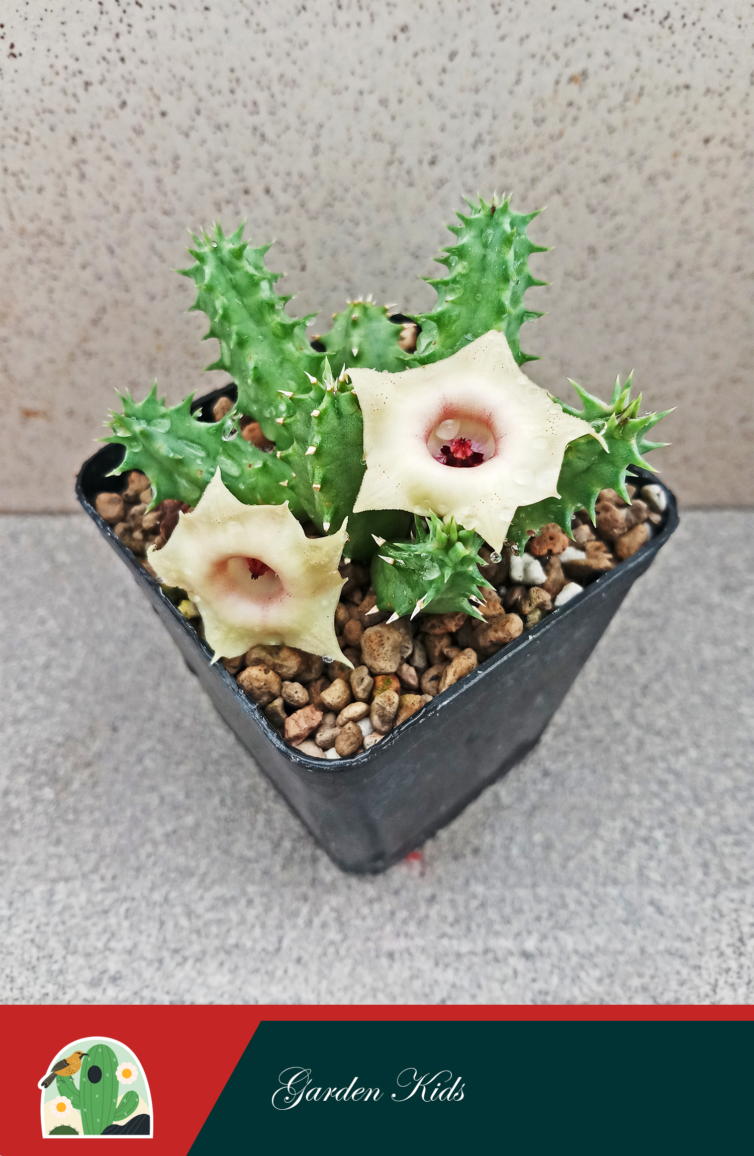 Xương rồng sao biển hoa vàng (Huernia Somalica)