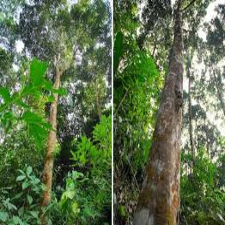 CÂY QUẾ GIỐNG HÀNG CÂY CHUẨN TO KHỎE