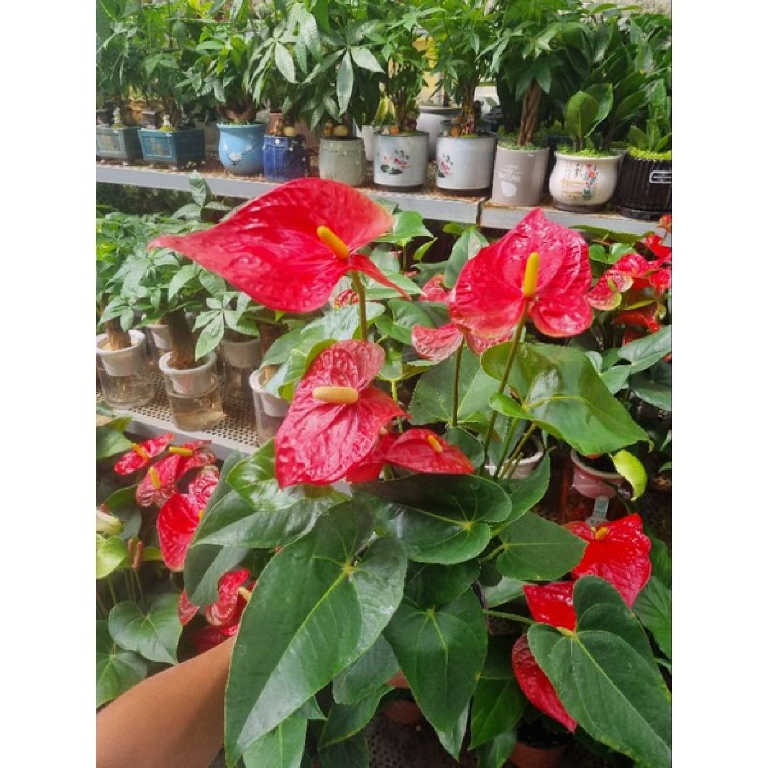 Chậu cây hồng môn đỏ (cây size lớn nhiều thân)