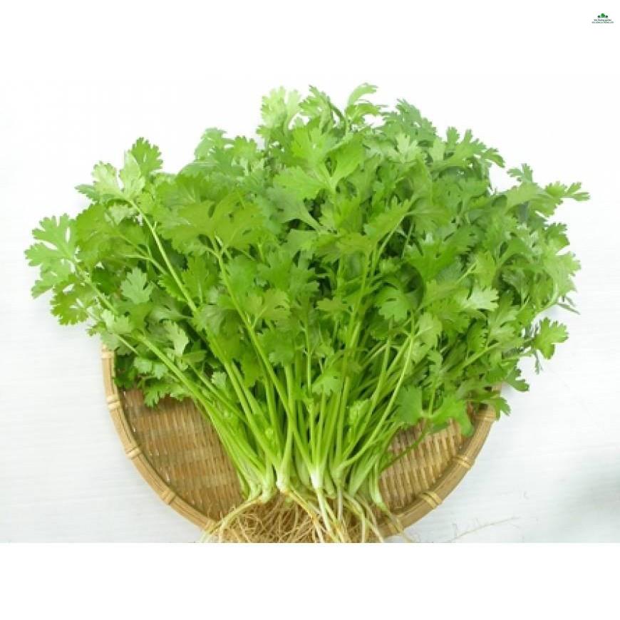 Hạt rau ngò rí - gói 20 gram