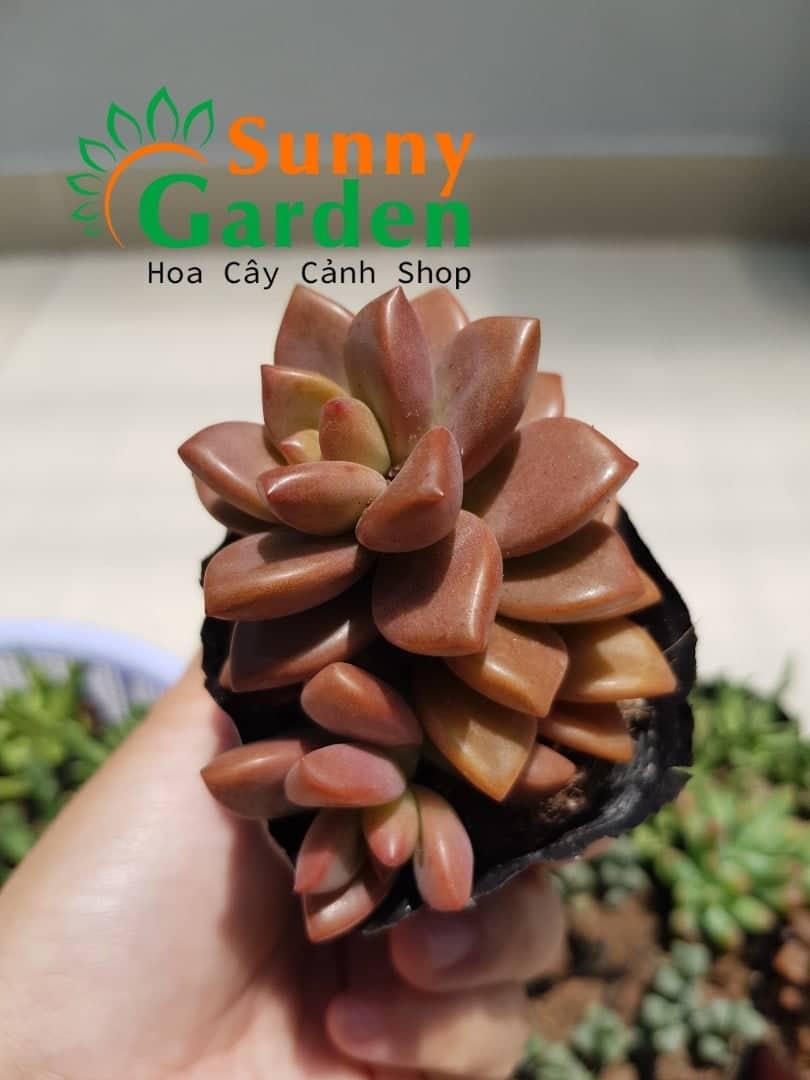 Sen Đá Đỏ Lá Ngắn