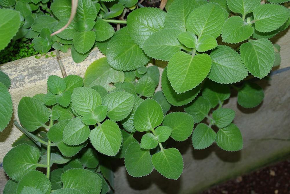 Hạt giống rau húng chanh gói 0,1 gram