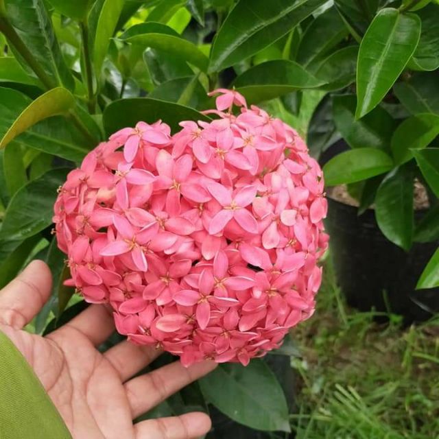 Bông Trang Mỹ Hồng ( Hoa Mẫu Đơn Lá Lớn) - Chậu Hoa