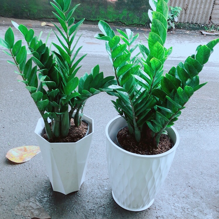 Chậu kim tiền size lớn