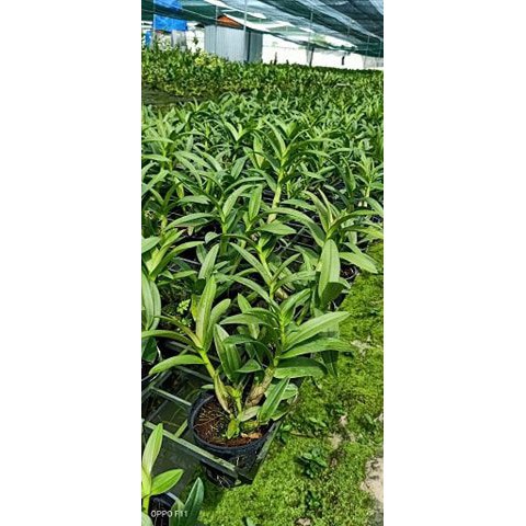 [Cây giống] Lan Dendro mini hàng cây giống nhiều thân cực đẹp - giống lan siêng hoa, dễ chăm