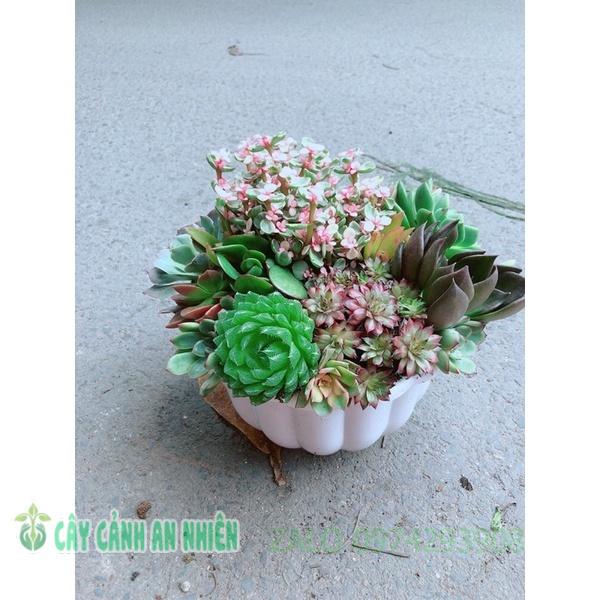 Chậu sen đá mix