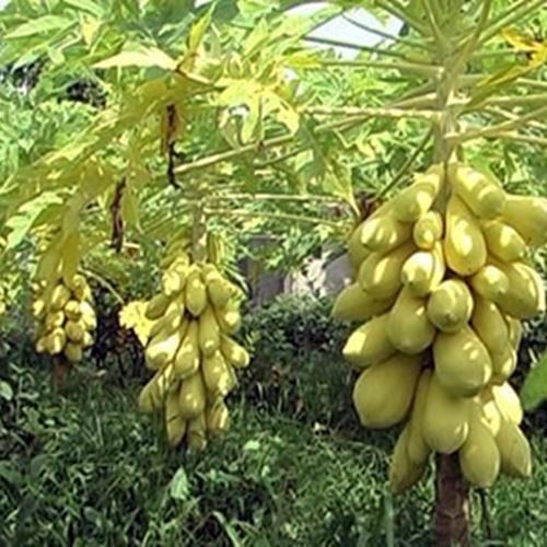 Hạt Đu Đủ Vỏ Vàng F1. Túi 5 Hạt Chất Lượng Cao - Dễ Trồng.