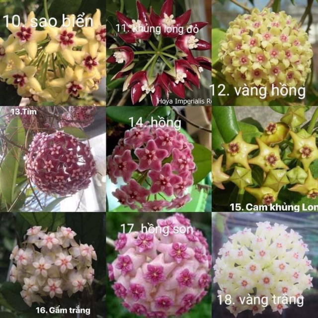 Lan cẩm cù nhiều màu mua