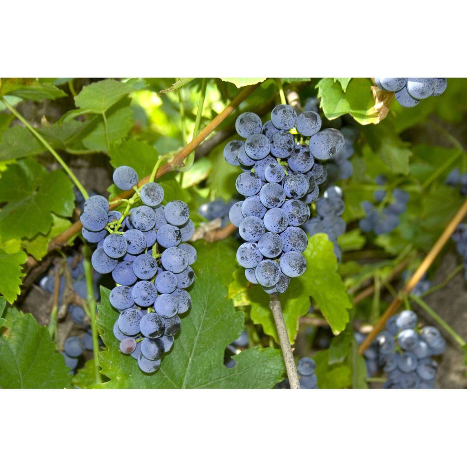 Ma362 gói 10 hạt giống nho mỹ oregon siêu ngọt