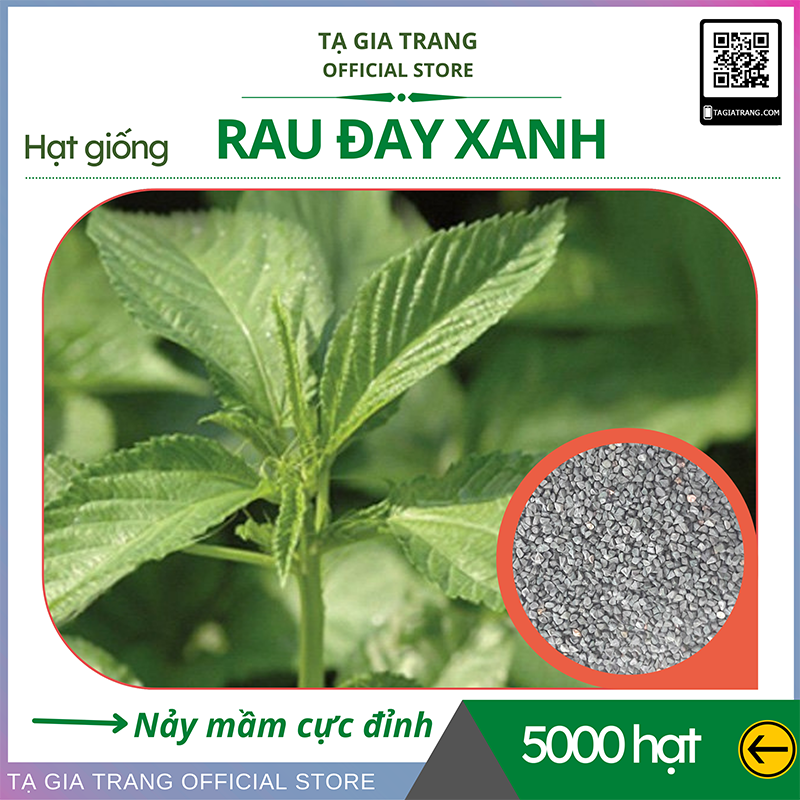 Hạt giống rau đay trắng