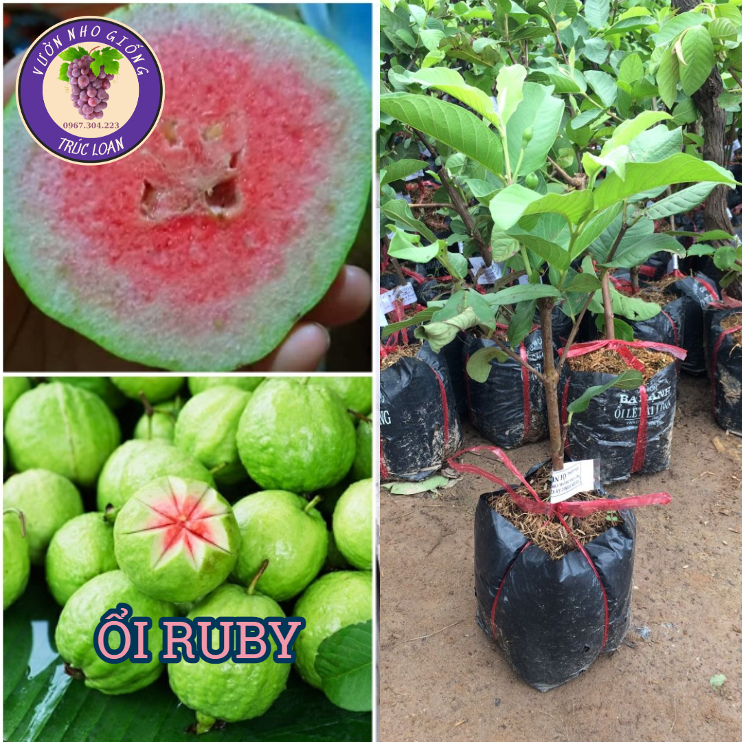 Cây ổi Ruby cực xịn