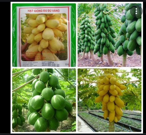 Hạt Giống Đu Đủ Vàng Lùn Gói 5H