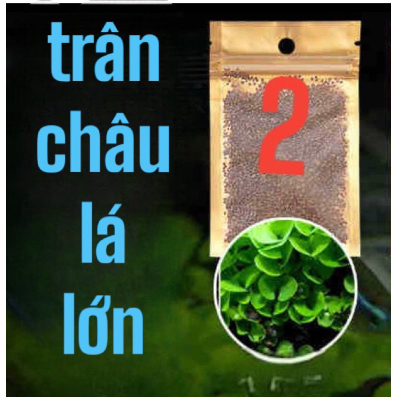 Hạt giống cỏ thuỷ sinh