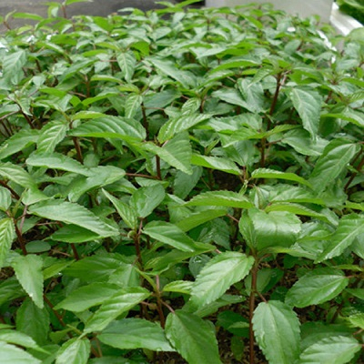 Hạt Giống Rau Đay Đỏ (Gói 10 Gram) - Dễ Trồng, Ăn Ngon