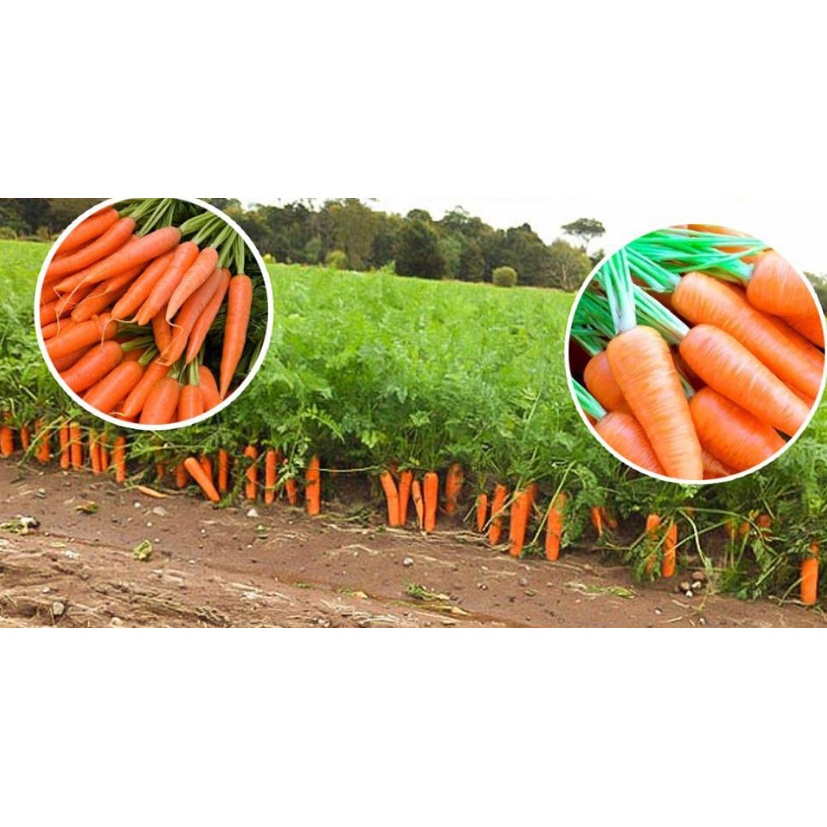 Hạt Giống Cà Rốt Shin Kuroda gói 5gram