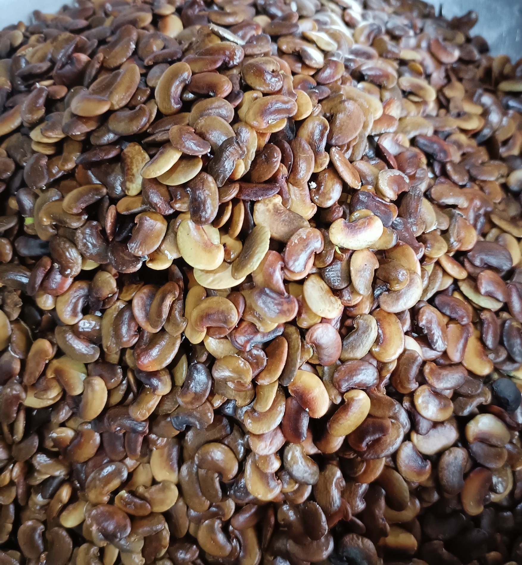 500 gram hạt giống sưa đỏ