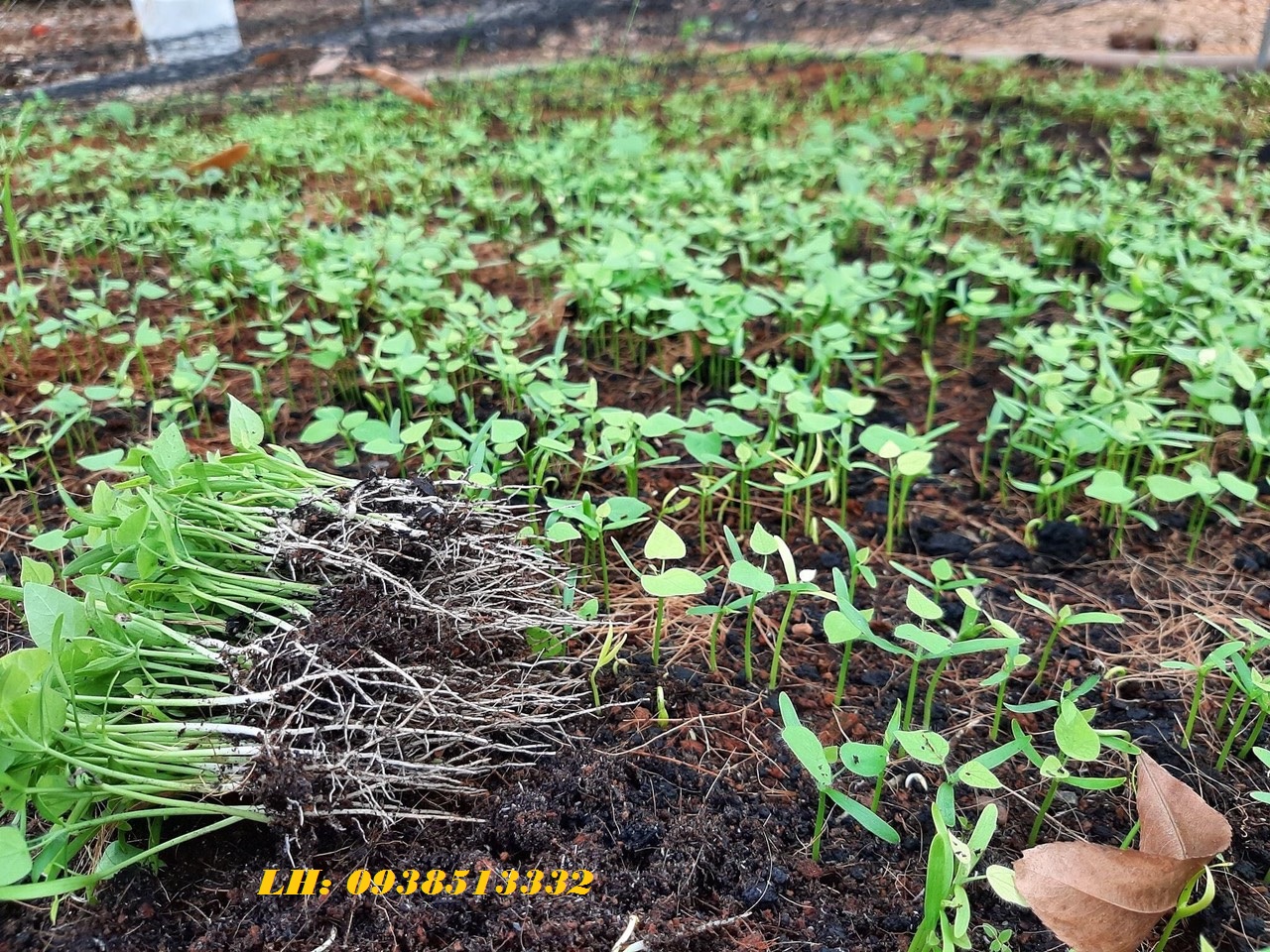 HẠT GIỐNG LA SƯƠNG SÂM LÔNG 1000 HẠT