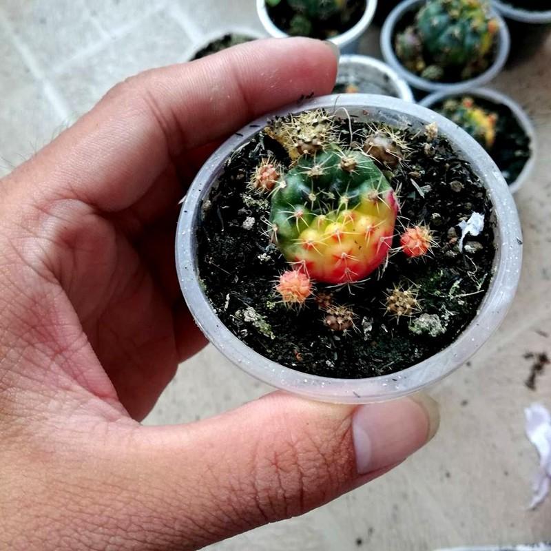 xương rồng damsi lem