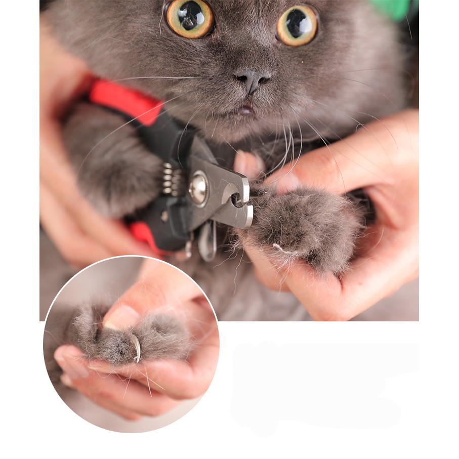 ✂️ KÌM BẤM MÓNG (KÈM DŨA) CHO CHÓ MÈO ✂️