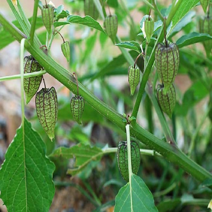 cây giống cây thù lù