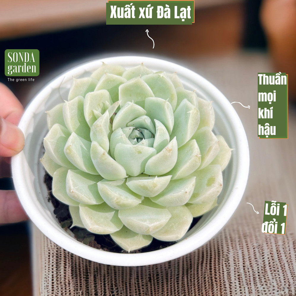 Sen đá tuyết trắng size trung bình siêu khỏe đẹp lỗi 1 đổi 1