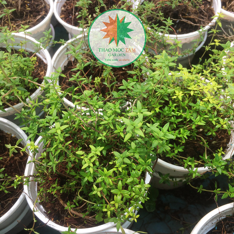 Cây Thyme/ Chậu cỏ xạ hương (cây gia vị)