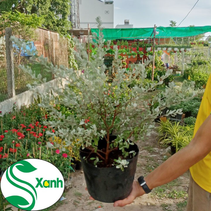 Cây Tuyết Sơn - Cây Tuyết Sơn Phi Hồng