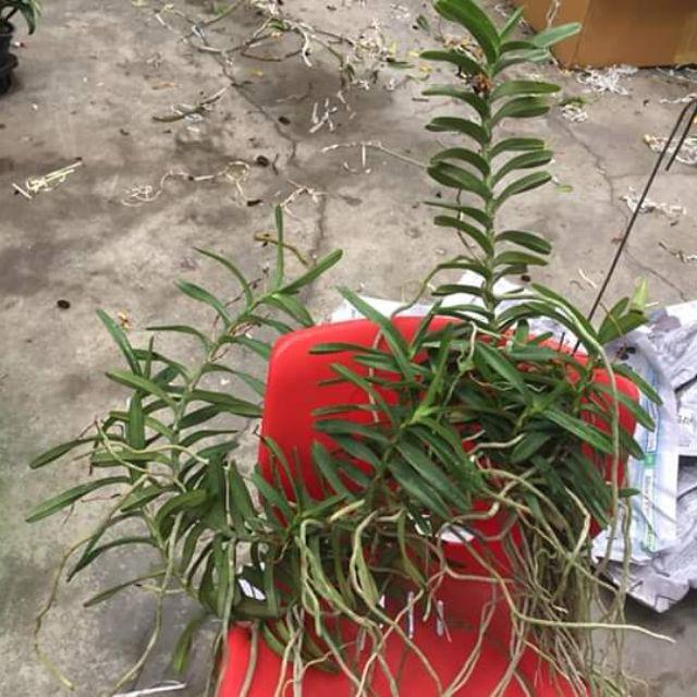 Hoa phong lan cù lao minh