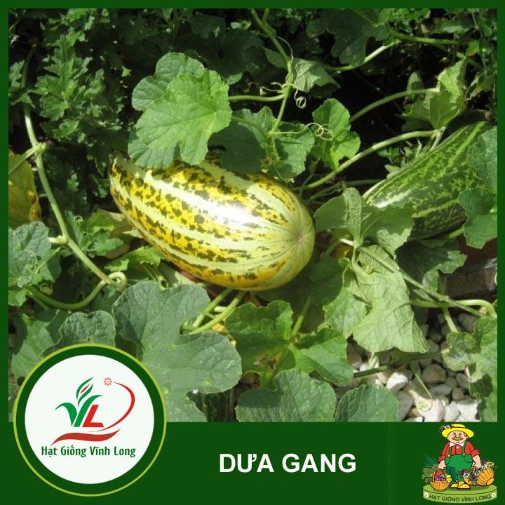 Hạt giống Dưa gang RD 779 - 1g
