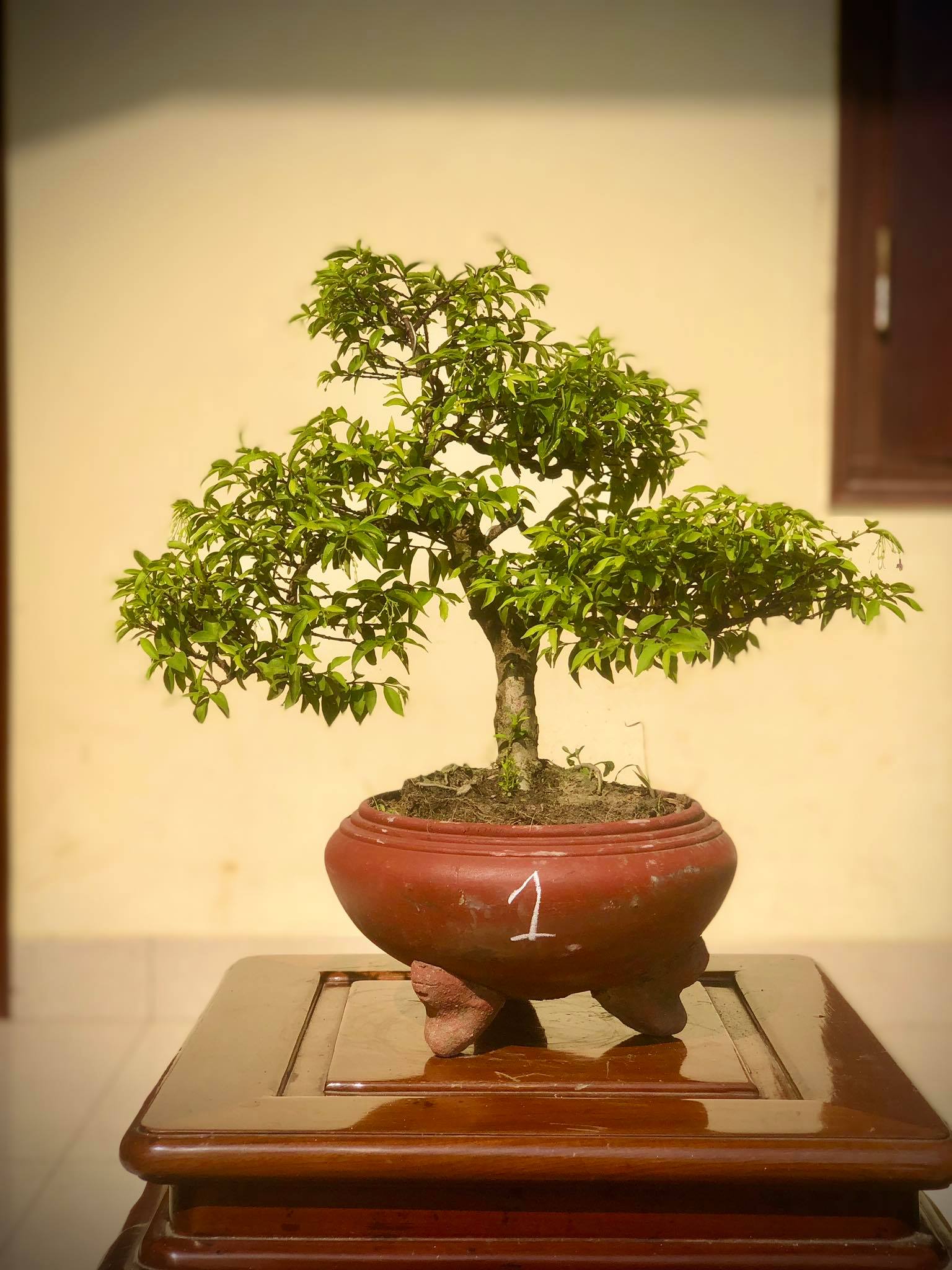 Cây mai chiếu thủy bonsai