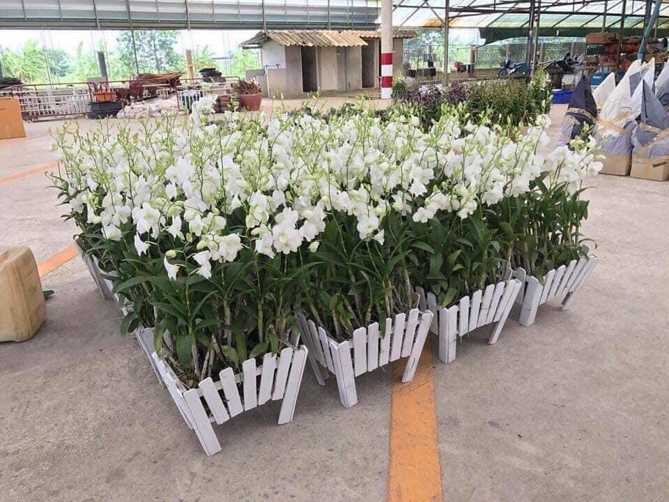 Hoa lan denro lai hồ điệp trắng